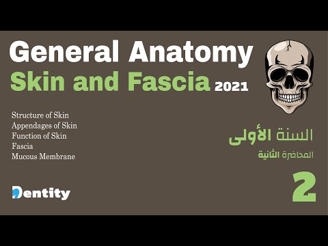 الدرس الثاني تشريح الجلد     