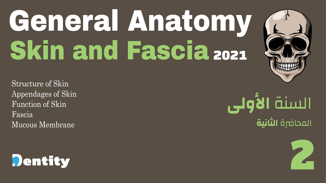 الدرس الثاني : تشريح الجلد | Skin and Fascia | General Anatomy