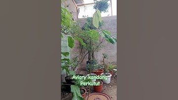 Aviary kandang perkutut #shorts