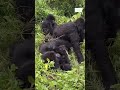 Gorilla Silverback leads his Family leaving tourists is awe! This is Gorilla tracking in Uganda
