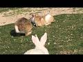 It was the moment a mother bunny rushes over to wrap her twin babies in comfort.