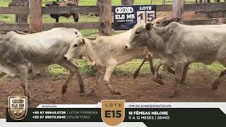LOTE E15