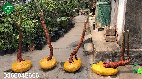 Sim rừng toàn phôi đẹp mời mọi người cùng ngắm.Hoa bạn và tôi