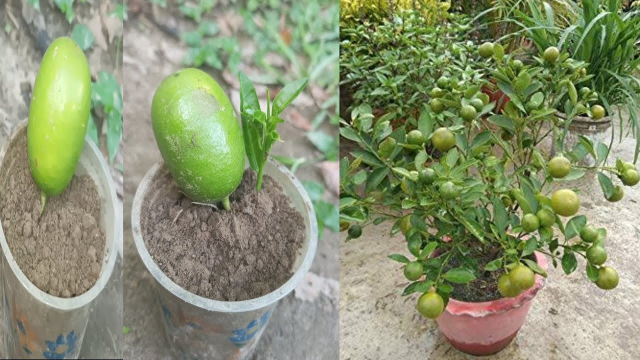 Tree From Weathermon How to grow lemon tree from lemon cutting with alovera, growing lemon ...