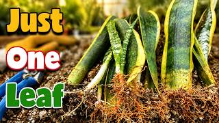 How to Propagate Snake Plant from Leaf Cuttings