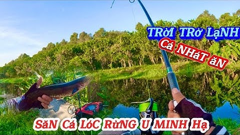Săn cá lóc rừng u minh hạ || trời trở lạnh cá nhát ăn || du phan fishing