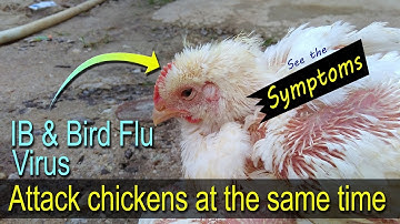 Bird Flu Symptoms in Chickens, 鳥 インフルエンザ 症状,  Vet student, Vet Tech, Learn at poultry ranch