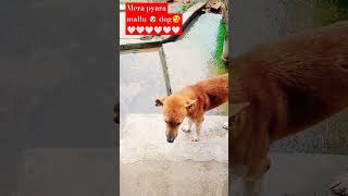 pyara mallu dog ??ytshortsdog viral doglover puppy dangerous bullydog nicedog shortsshorts