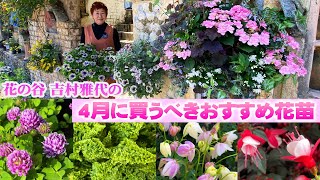 【4月に買うべき宿根草と一年草】寄せ植え・ハンギングの材料に組み合わせるおすすめ花苗【花の谷オールドビレッジ】