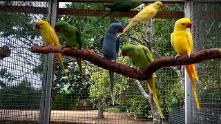 Happy Birds | Alexandrine Parrot Family  #cute #beautiful #parrot by Think About 581 views 4 months ago 55 seconds