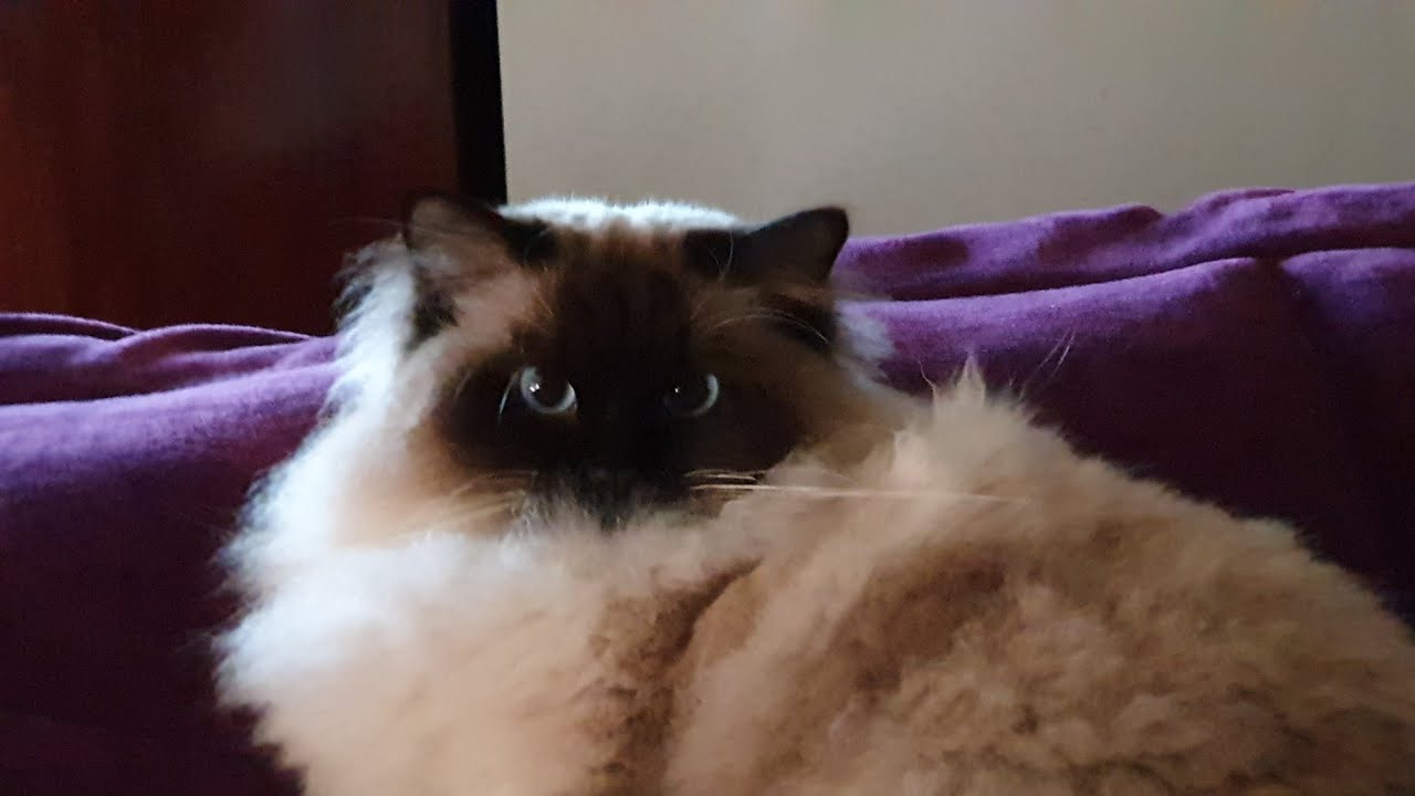Playing With My Pussy Ragdoll Cat Youtube