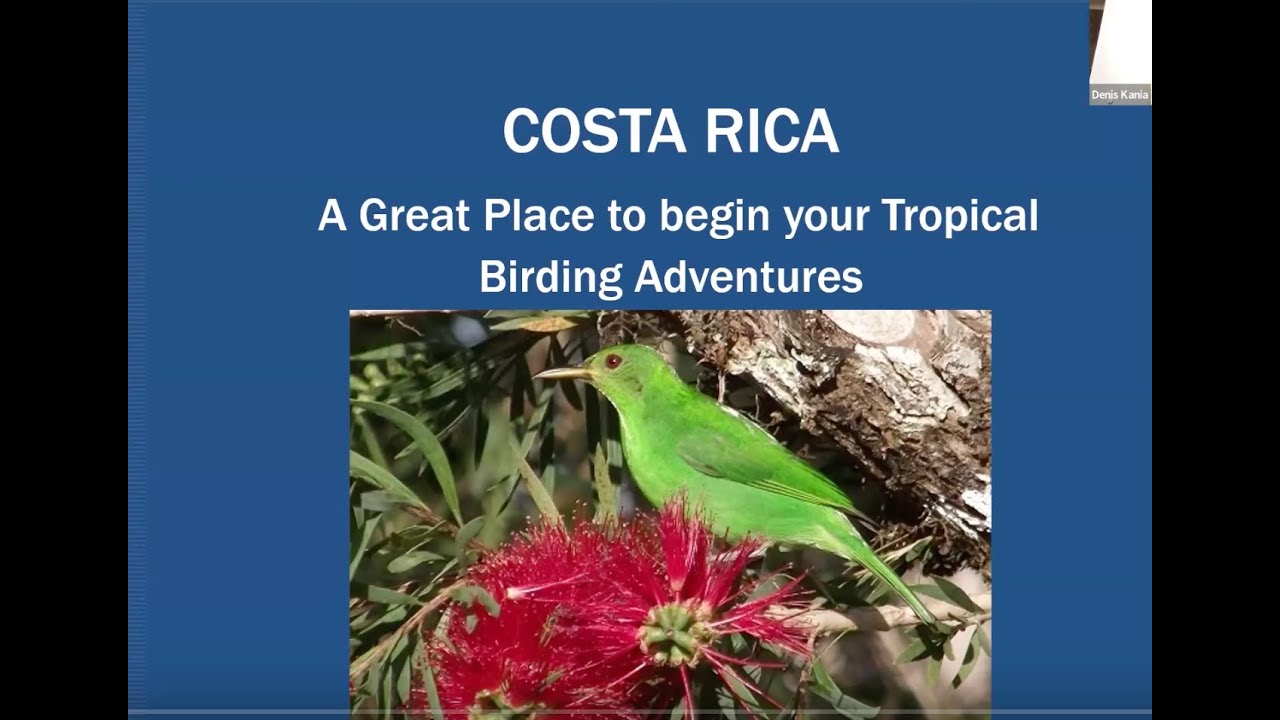 DBC Birding Adventures: Costa Rica with Denis Kania