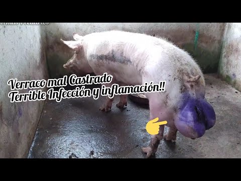 Cerdo Verraco🐷 Mal Castrado con Gran Inflamación & Infección!!! Se logró recuperar!!! 🐷💪💉