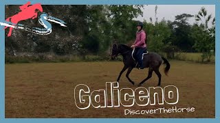 Riding The Endangered Galiceno Discoverthehorse Episode 