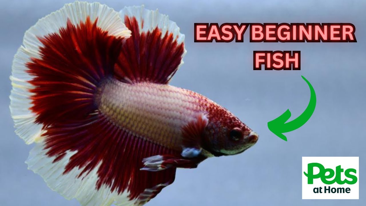 Top 5 Fish You can Buy From Pets At Home YouTube