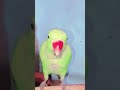 parrot sound...... #diybuild #diybuild #parrot #viral #birds #talkingparrot #funny #youtubeshorts