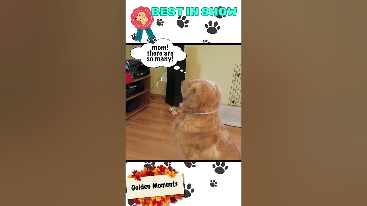 Alton loves to watch the Dog Show! Golden Moments shorts YouTube