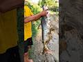 ငါးဒန်တွေမြူးတဲ့ ကချင်ပြည်နယ် #fishing #outdoorfishing #catfish_hunting