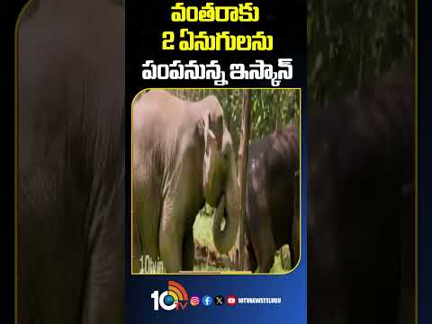 ISKCON to send 2 elephants to Vantara | వంతరాకు 2 ఏనుగులను పంపనున్న ఇస్కాన్ shorts 10tv