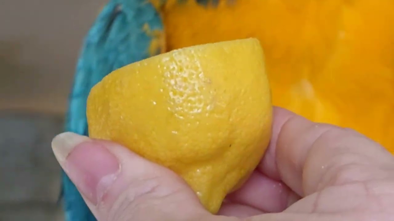 Do parrots 🦜 like lemons? Find out.🍋 😂