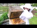 Traditional japanese honey harvest apis cerana japonica