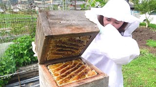 Traditional Japanese honey harvest. Apis cerana japonica