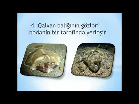 Video: Yırtıcı balıq. Yırtıcı balıqların növləri və müxtəlifliyi