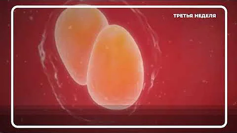 Развитие Плода 1-4 Неделя Беременности