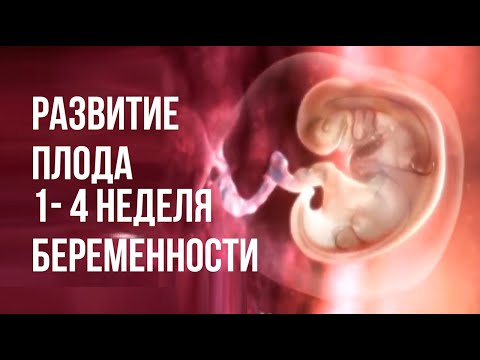 3 Неделя От Зачатия Фото