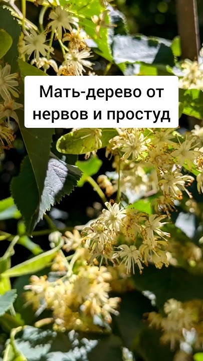 Липа - Мать-дерево от нервов и простуд #лекарственныетравы #травы # ...