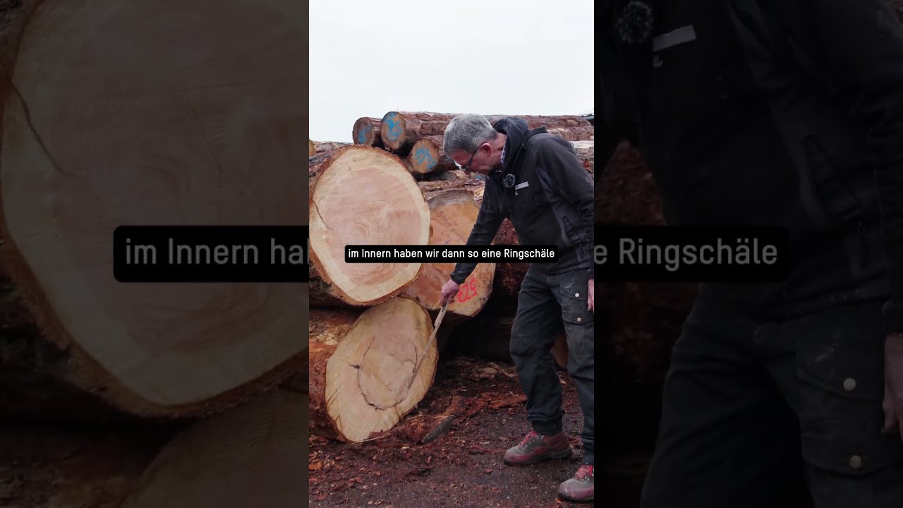 Ringschäle an einer Douglasie