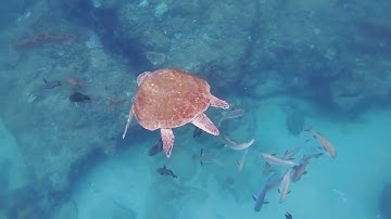 Ocean 4 Life – Marine protection for sustainable livelihoods