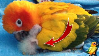 Cara Mengembangbiakkan Burung Sun Conure: Panduan Lengkap