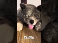 秋田犬長毛カイは夏本番