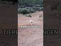 TIERBEGEGNUNGEN | Olli auf Mallorcas GR221 | Teil 4 #gr221 #mallorca #trockenmauerweg