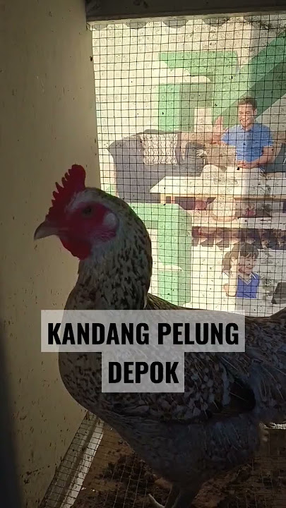 SI CANTIK BOHAY SEXY