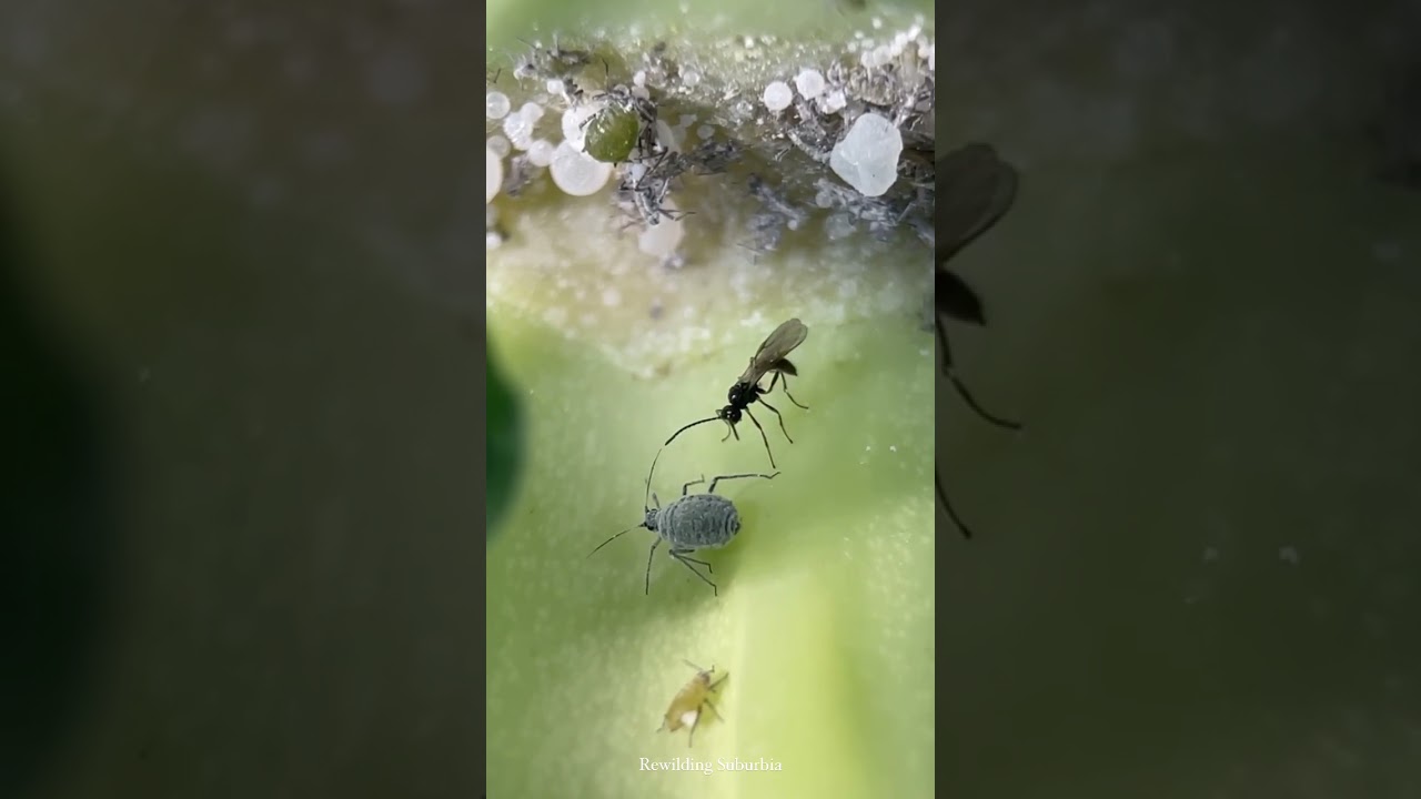 Parasitic wasp inserting egg into aphid 