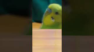 Görünmezlik Kalkanı #muhabbetkuşu #keşfet #evcilhayvan #animallover #mendeburlemur #susluvlog