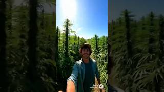 #stoner #farmer brags about his #homestead #sora2 #farmsteading #farmstead #farmsteadlife #cannabis