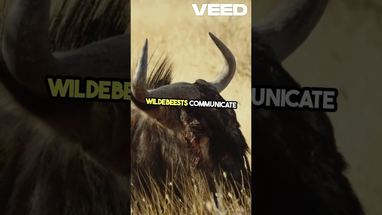 10 Surprising Facts About Wildebeests! 