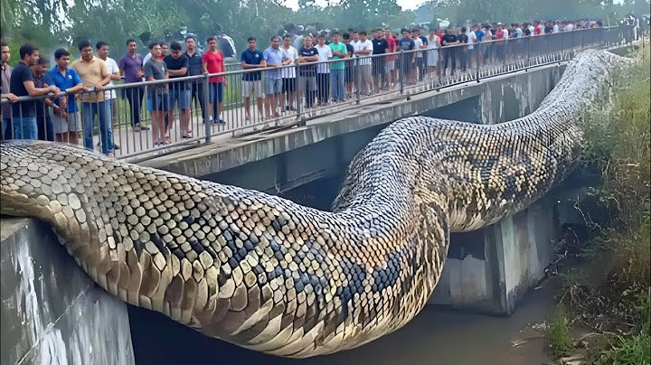 The world's largest snake | The largest animals ever found on earth