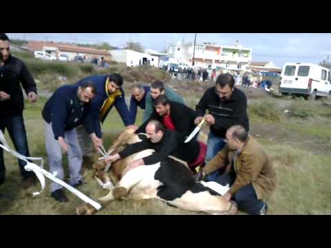 Silivri Kurban Kesimi 2011 Kurban Bayramı