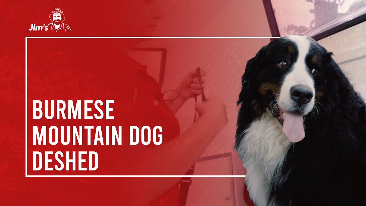 Meet Jen and Odin from Jim's Dog Wash who shows you how to deshed a Burmese Mountain Dog.