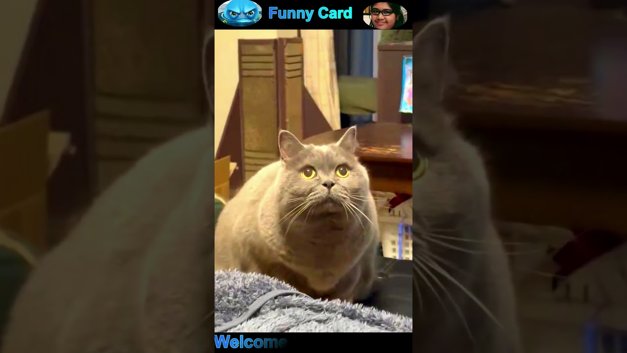 cats and dogs funny videos 