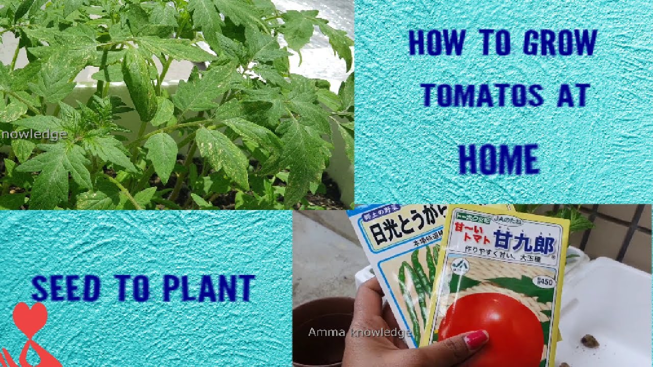 how to grow tomato at home #tomatoes from seed to plant/how to grow