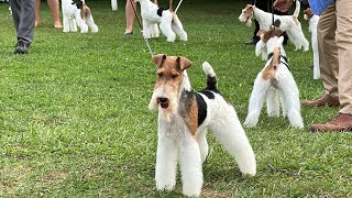 Devon Kennel Club Best of Breed Competition Wire Fox Terriers by Sheila Tay Radcliffe 2,321 views 7 months ago 14 minutes, 42 seconds