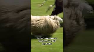 SPCA vs Shrek the Sheep: Shrek's Great Escape ‍♂ | Animal Pet Rescues