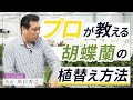 【胡蝶蘭】プロが教える！胡蝶蘭の植替え方法！
