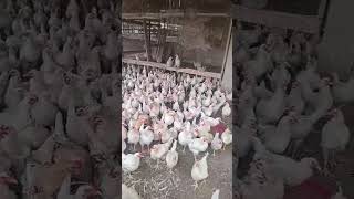 White chicks🐔 #AroAjiFarms #9JA #agriculture #MegaFarm #Cockerels #chickens #animals #wildlife #farm