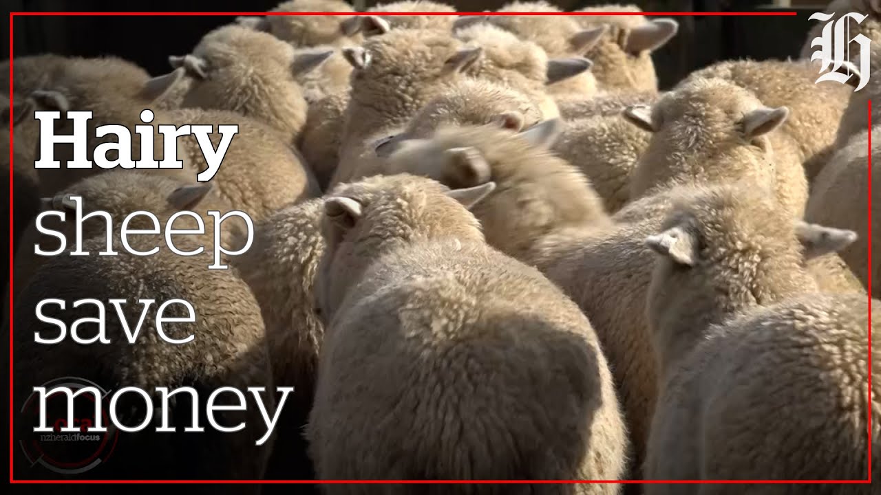 Growing hairy sheep | Local Focus - YouTube